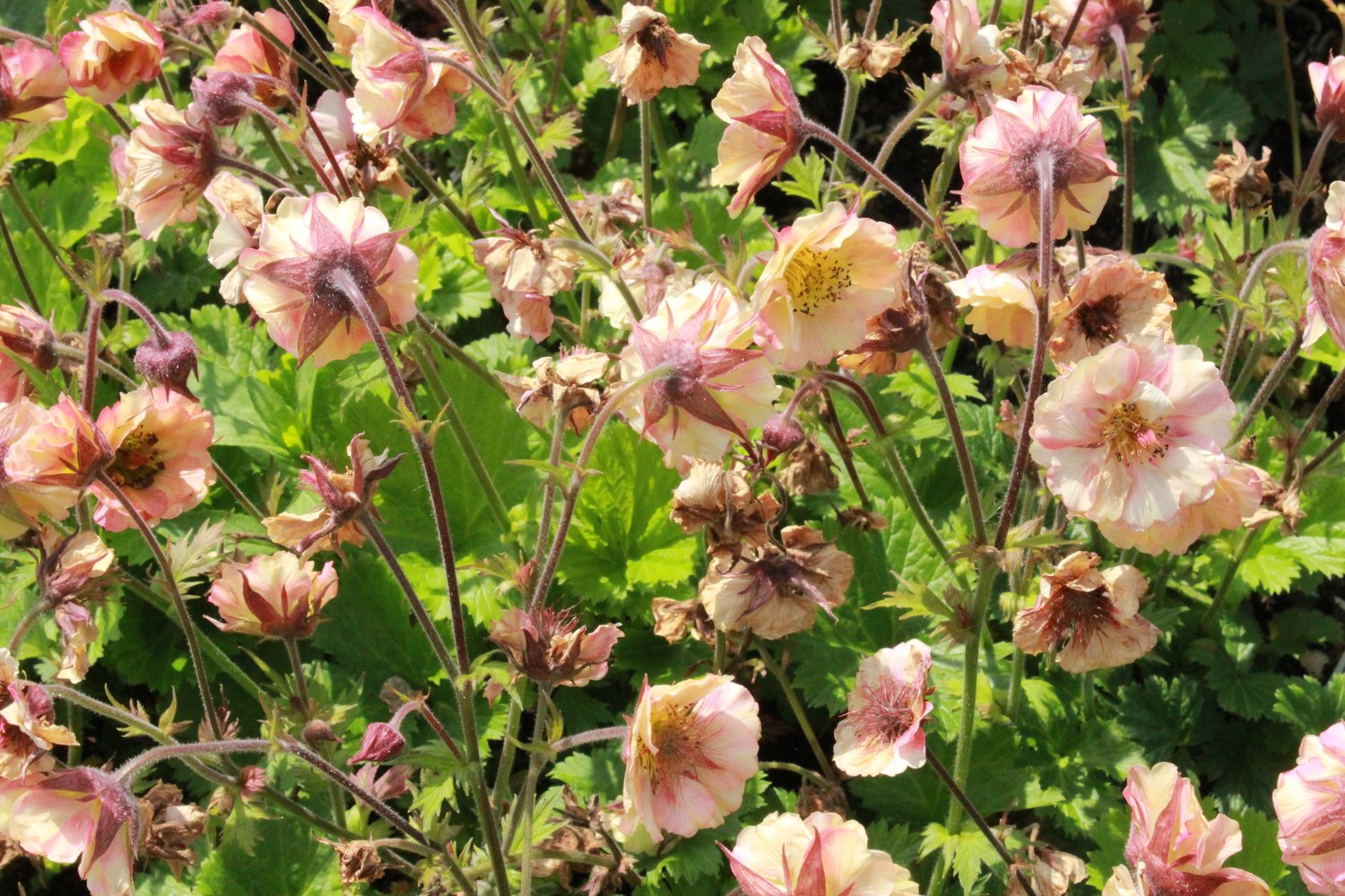 Geum PRETTICOATS PEACH ('Tngeupp'PBR)