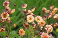 Geum PRETTICOATS PEACH ('Tngeupp'PBR)