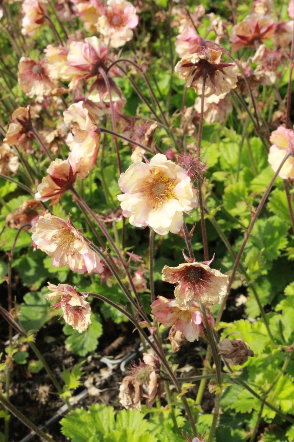 Geum PRETTICOATS PEACH ('Tngeupp'PBR)