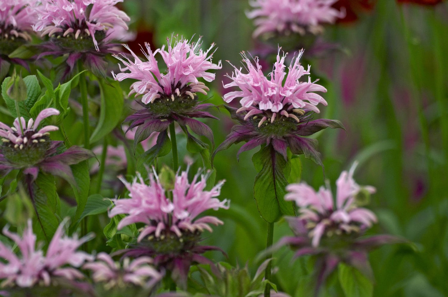 Monarda 'Beauty of Cobham'