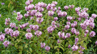Monarda 'Beauty of Cobham'