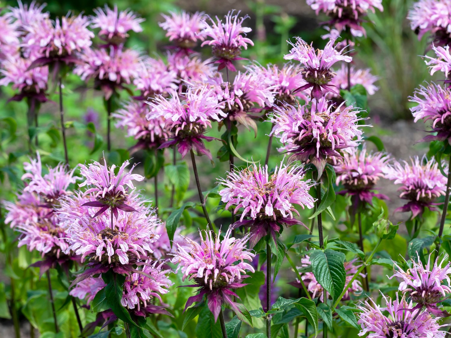 Monarda 'Beauty of Cobham'
