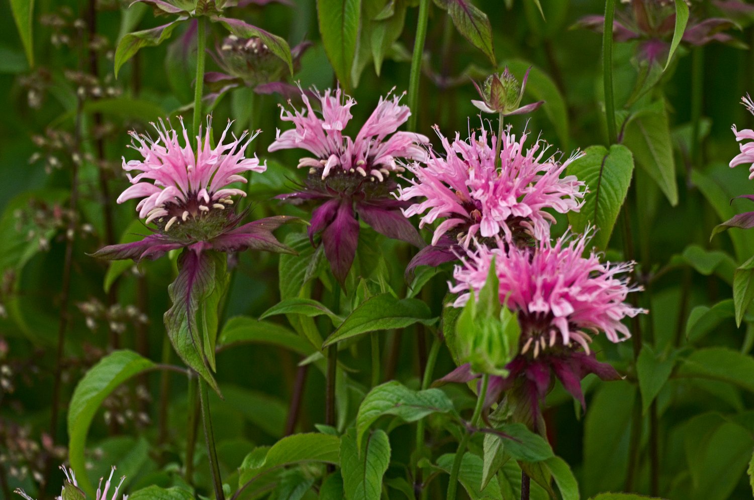Monarda 'Beauty of Cobham'