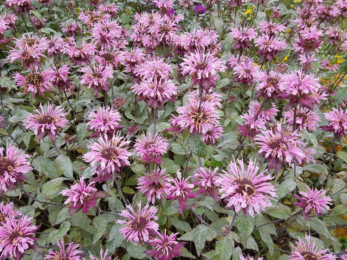 Monarda 'Beauty of Cobham'
