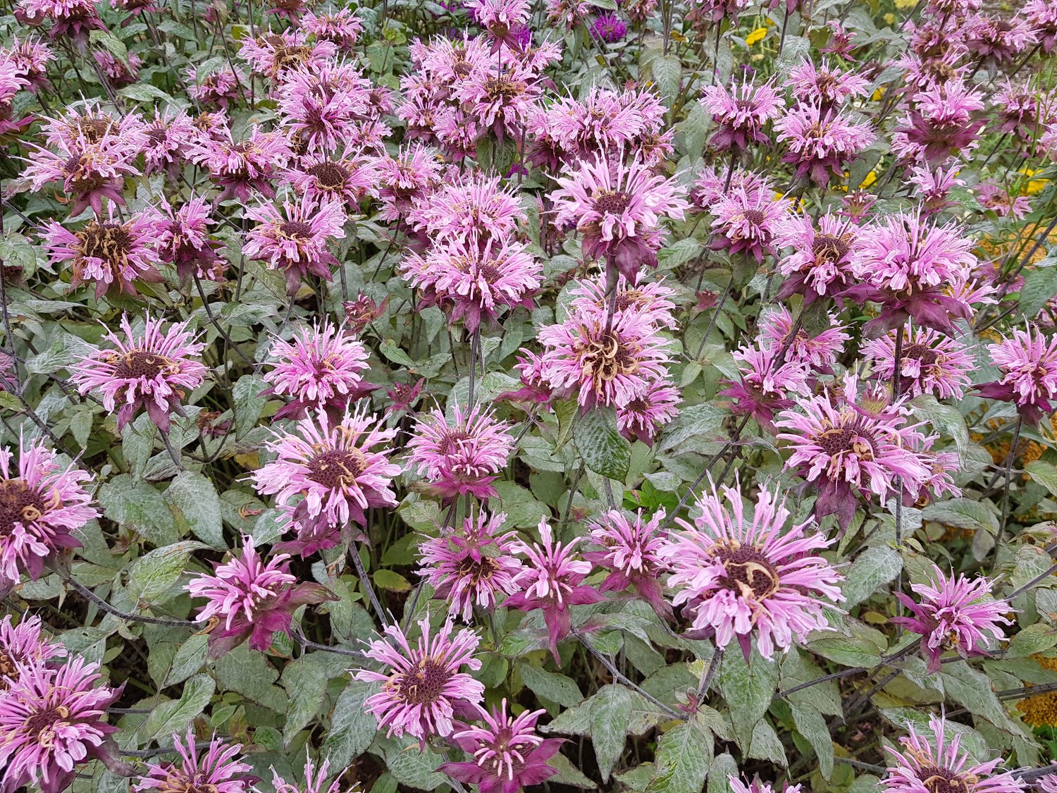 Monarda 'Beauty of Cobham'