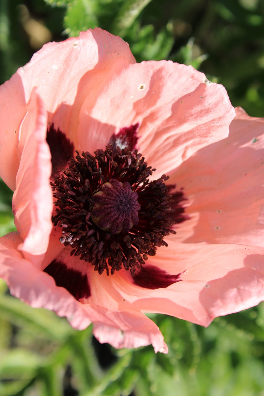 Papaver (Orientale-Gruppen) 'Prinzessin Viktoria Louise'