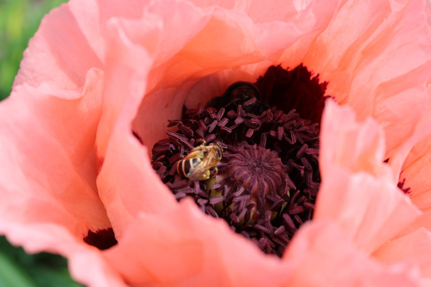 Papaver (Orientale-Gruppen) 'Prinzessin Viktoria Louise'