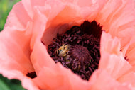 Papaver (Orientale-Gruppen) 'Prinzessin Viktoria Louise'