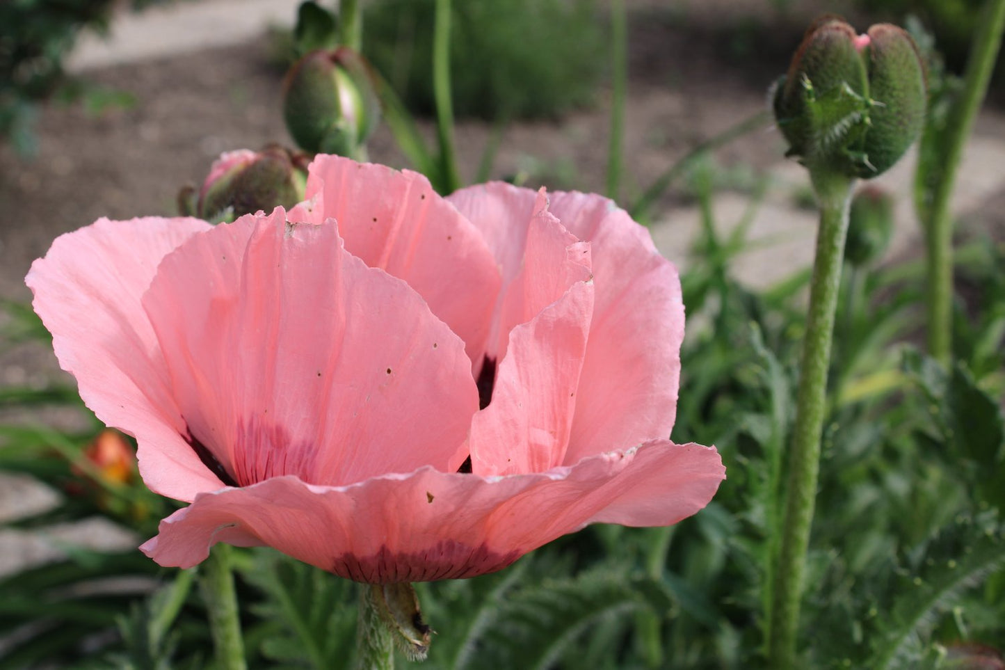 Papaver (Orientale-Gruppen) 'Prinzessin Viktoria Louise'