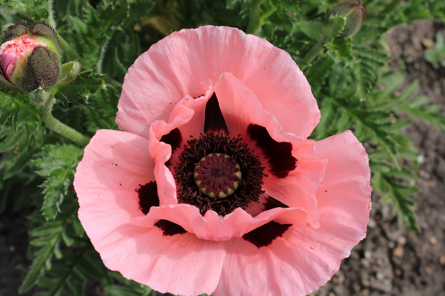 Papaver (Orientale-Gruppen) 'Prinzessin Viktoria Louise'