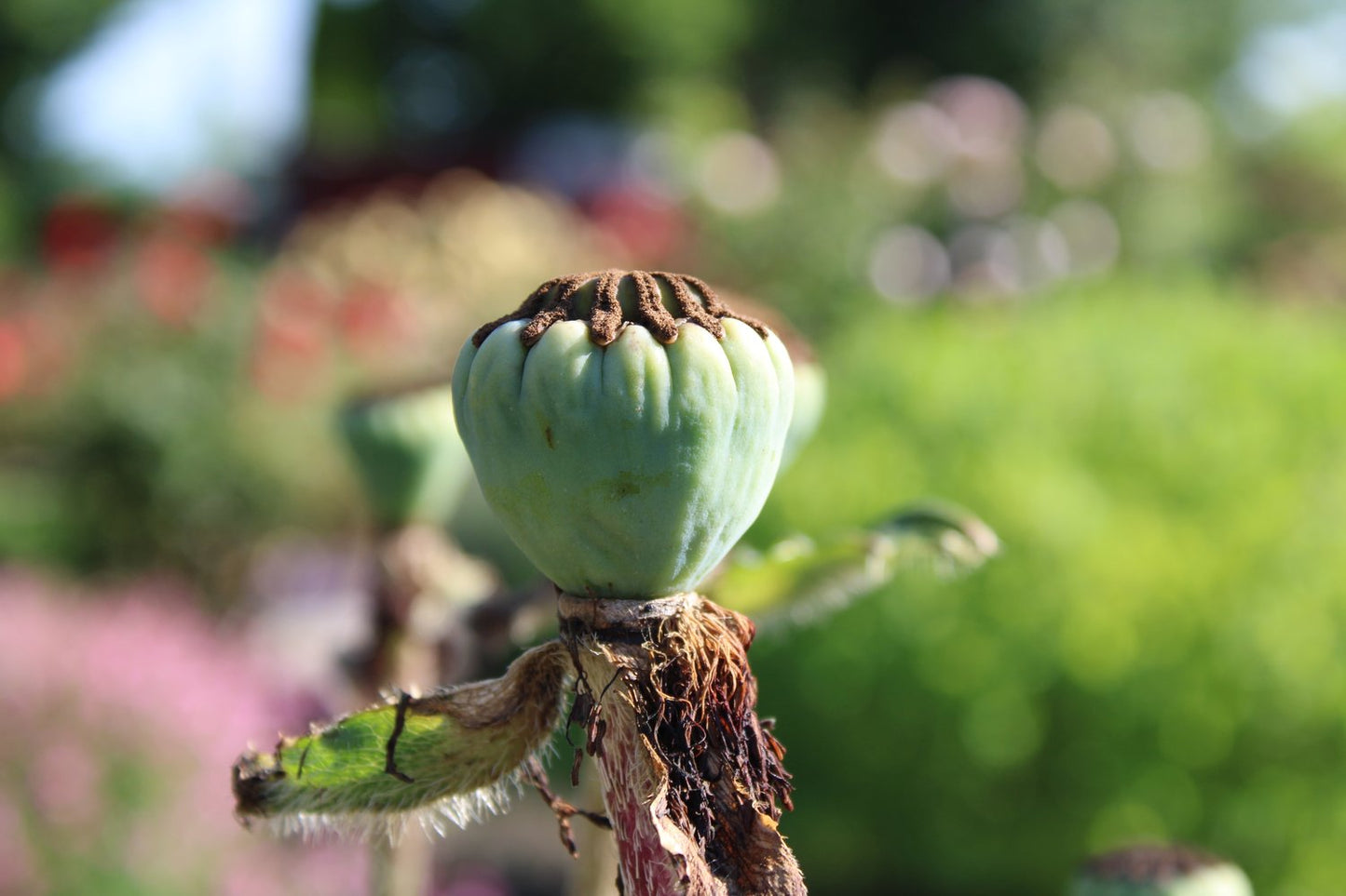 Papaver (Orientale-Gruppen) 'Prinzessin Viktoria Louise'