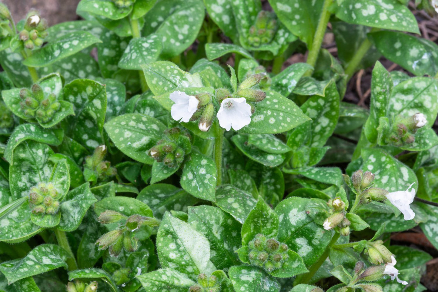 Pulmonaria 'Sissinghurst White'