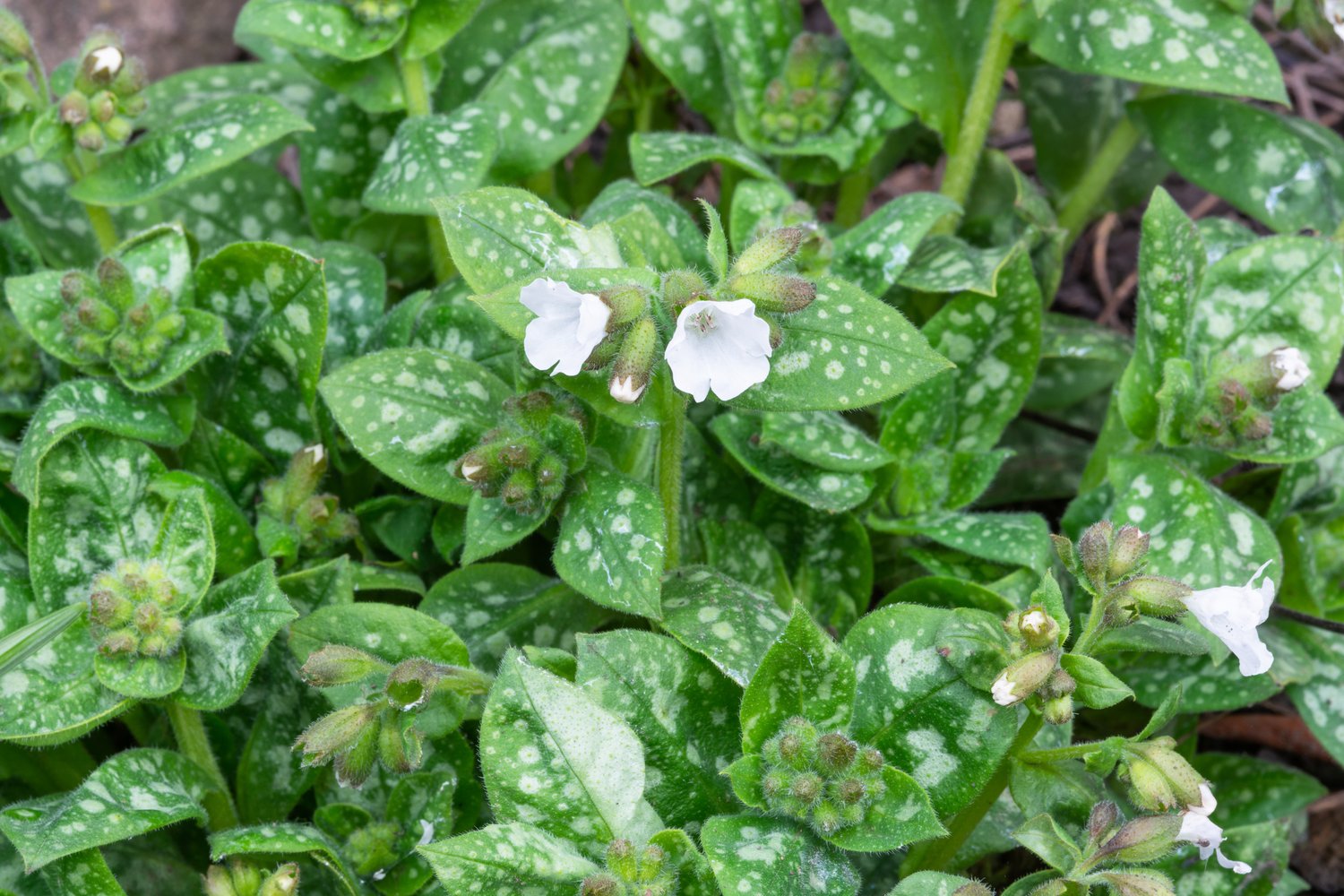 Pulmonaria 'Sissinghurst White'