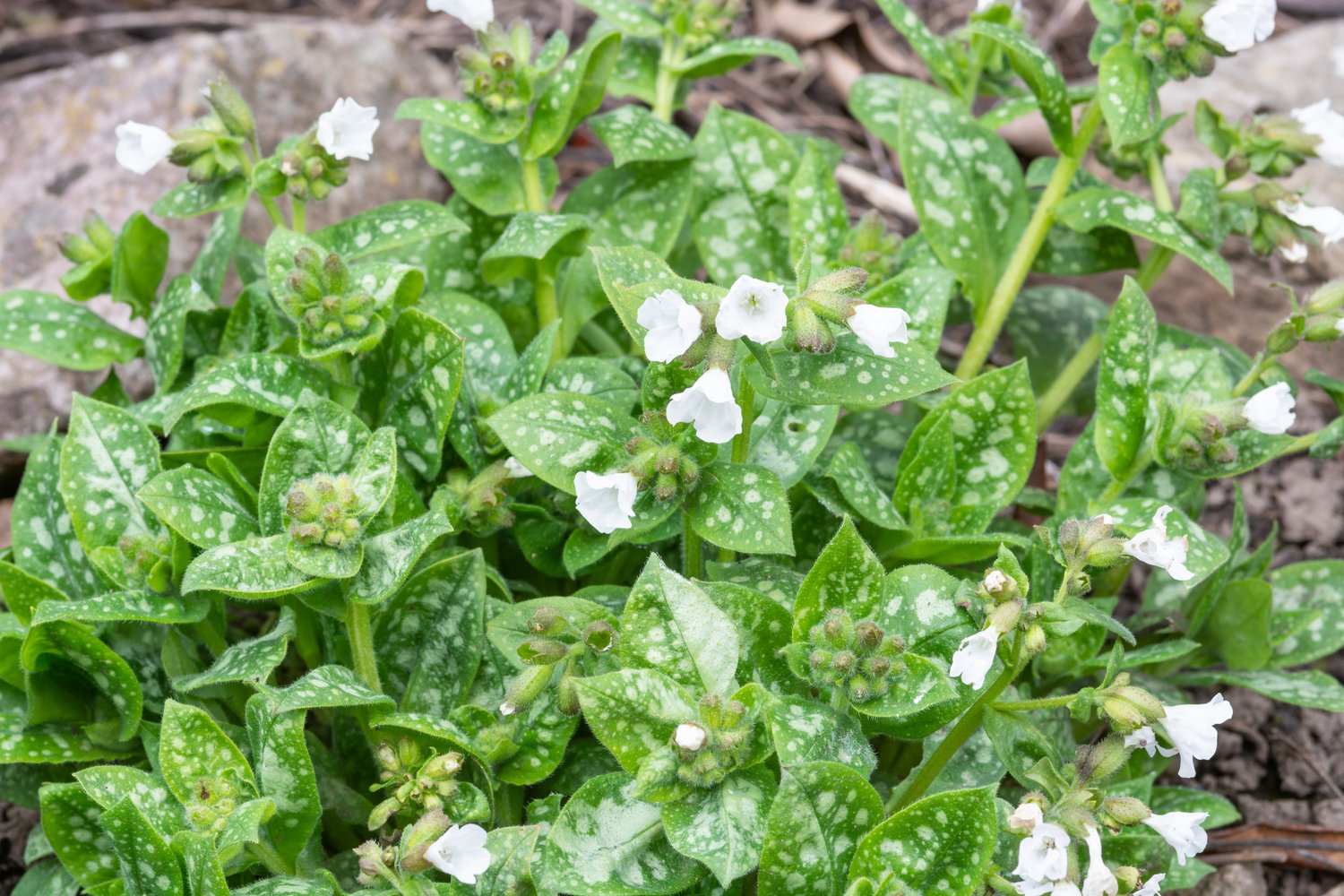Pulmonaria 'Sissinghurst White'