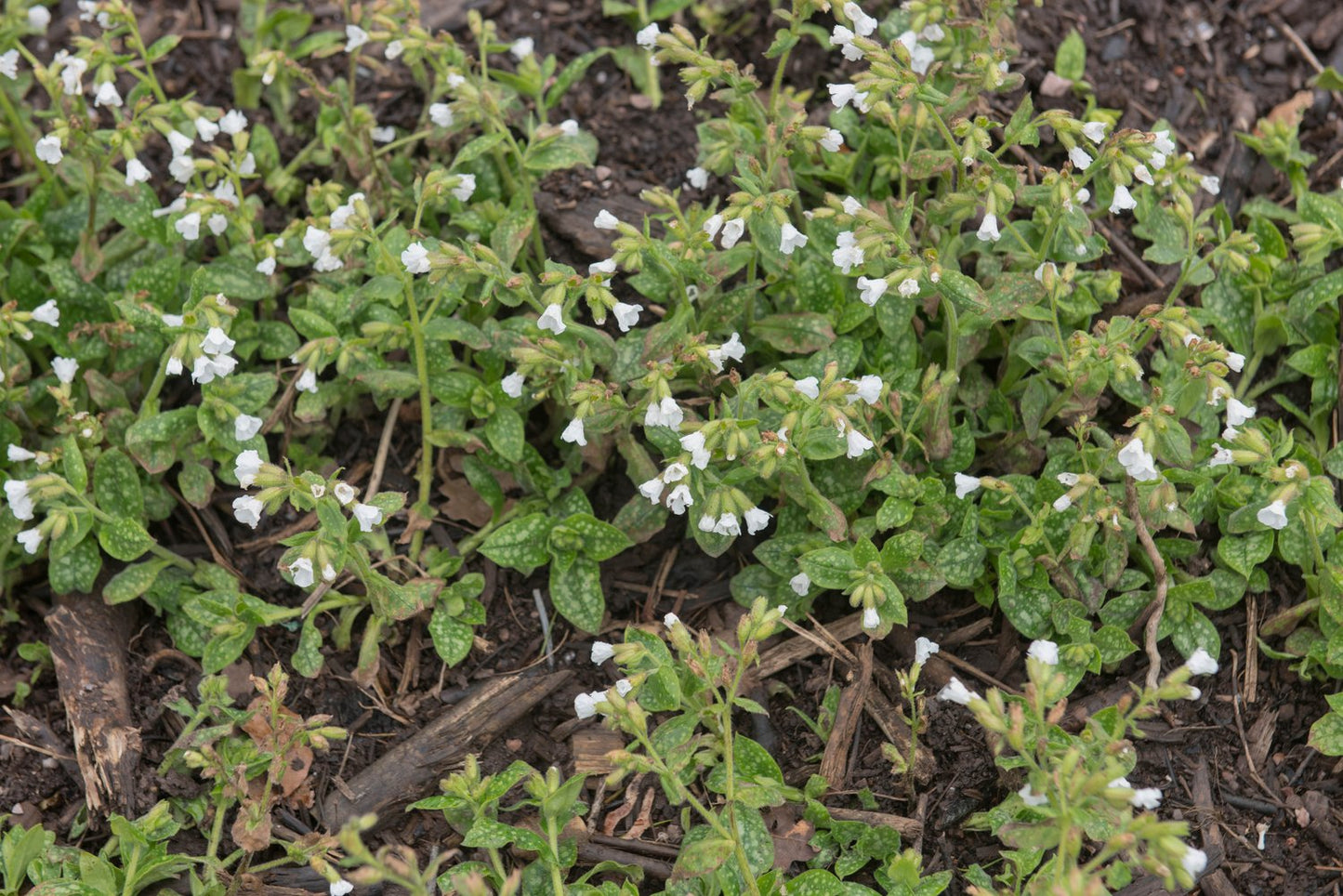 Pulmonaria 'Sissinghurst White'
