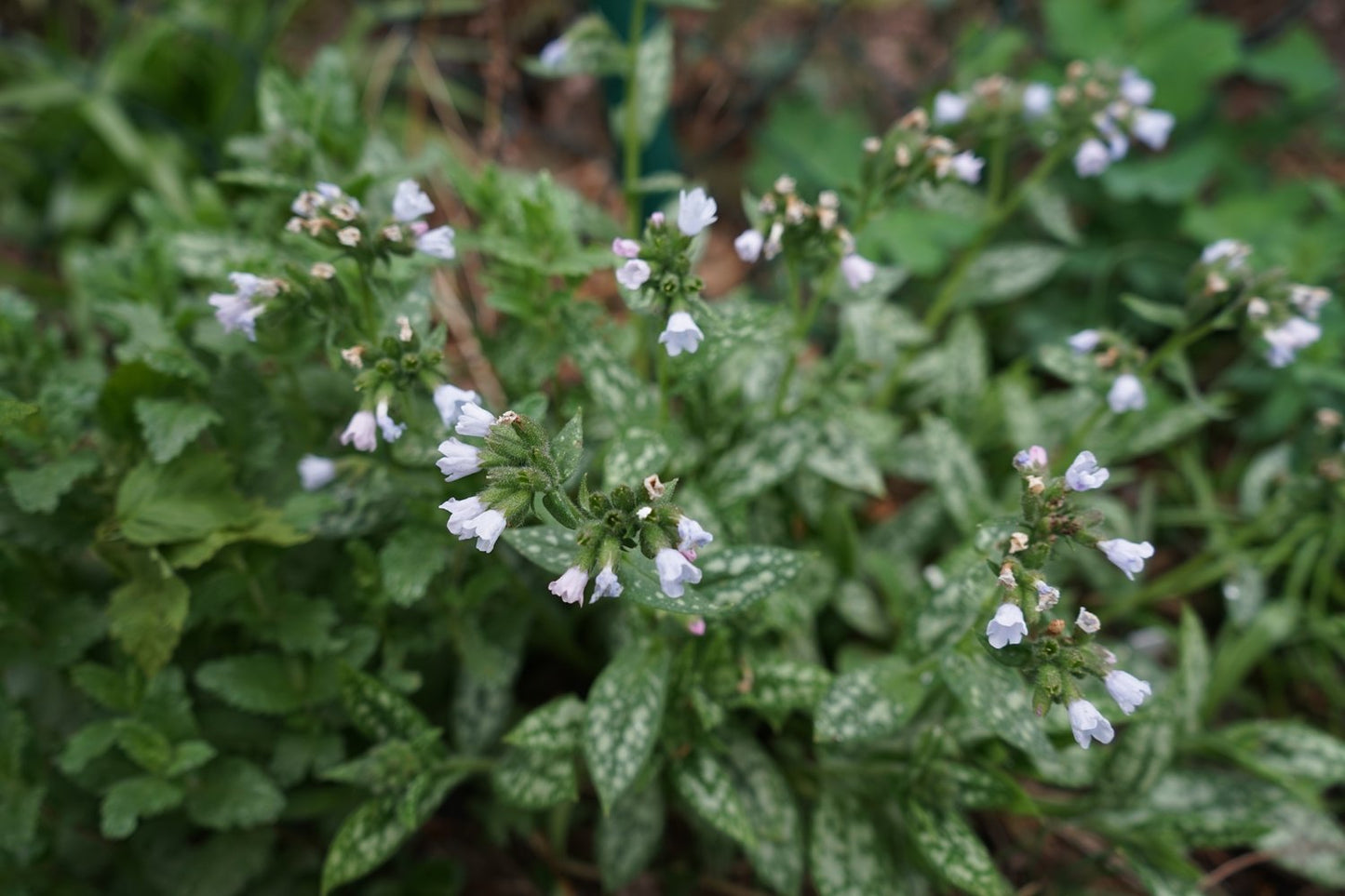 Pulmonaria OPAL ('Ocupol')