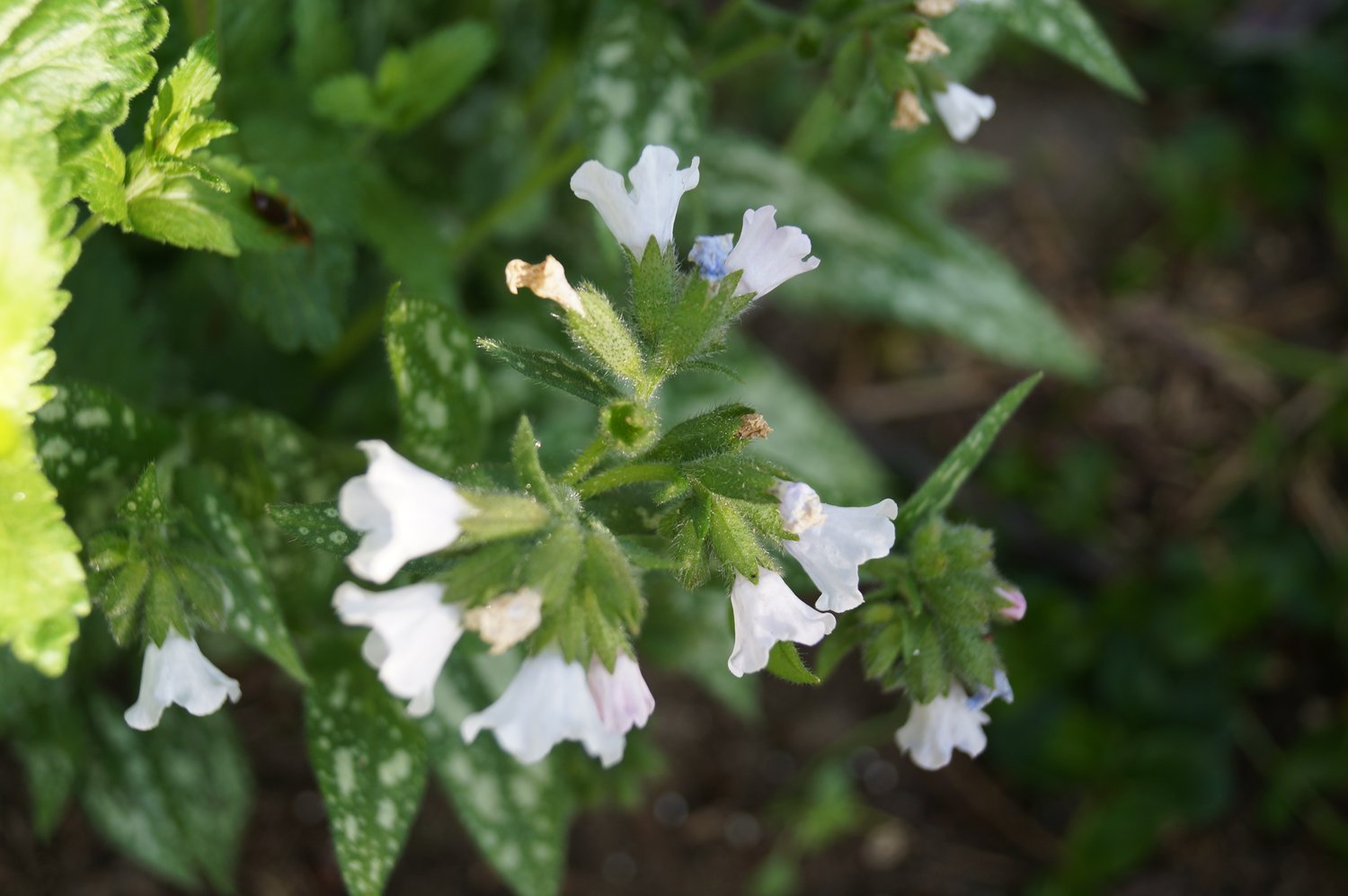 Pulmonaria OPAL ('Ocupol')