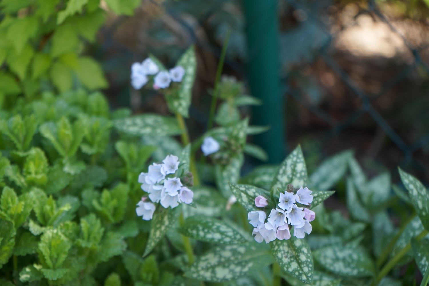 Pulmonaria OPAL ('Ocupol')