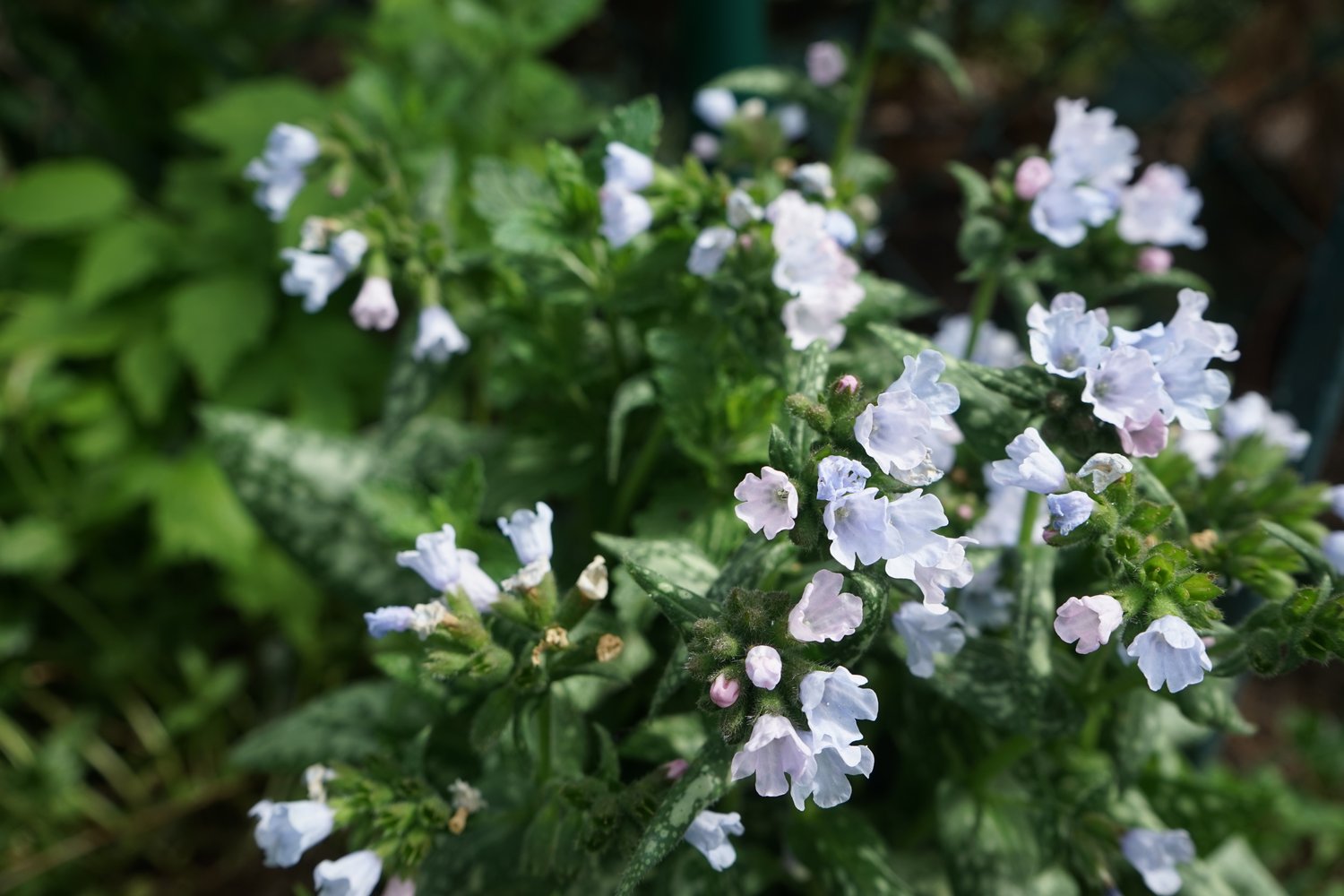 Pulmonaria OPAL ('Ocupol')