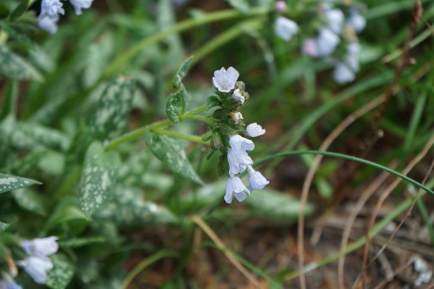 Pulmonaria OPAL ('Ocupol')
