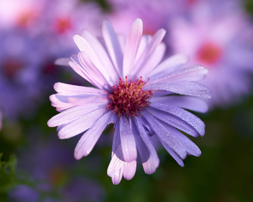 Symphyotrichum novi-belgii (Oktoberaster-Gruppen) 'Early Blue'