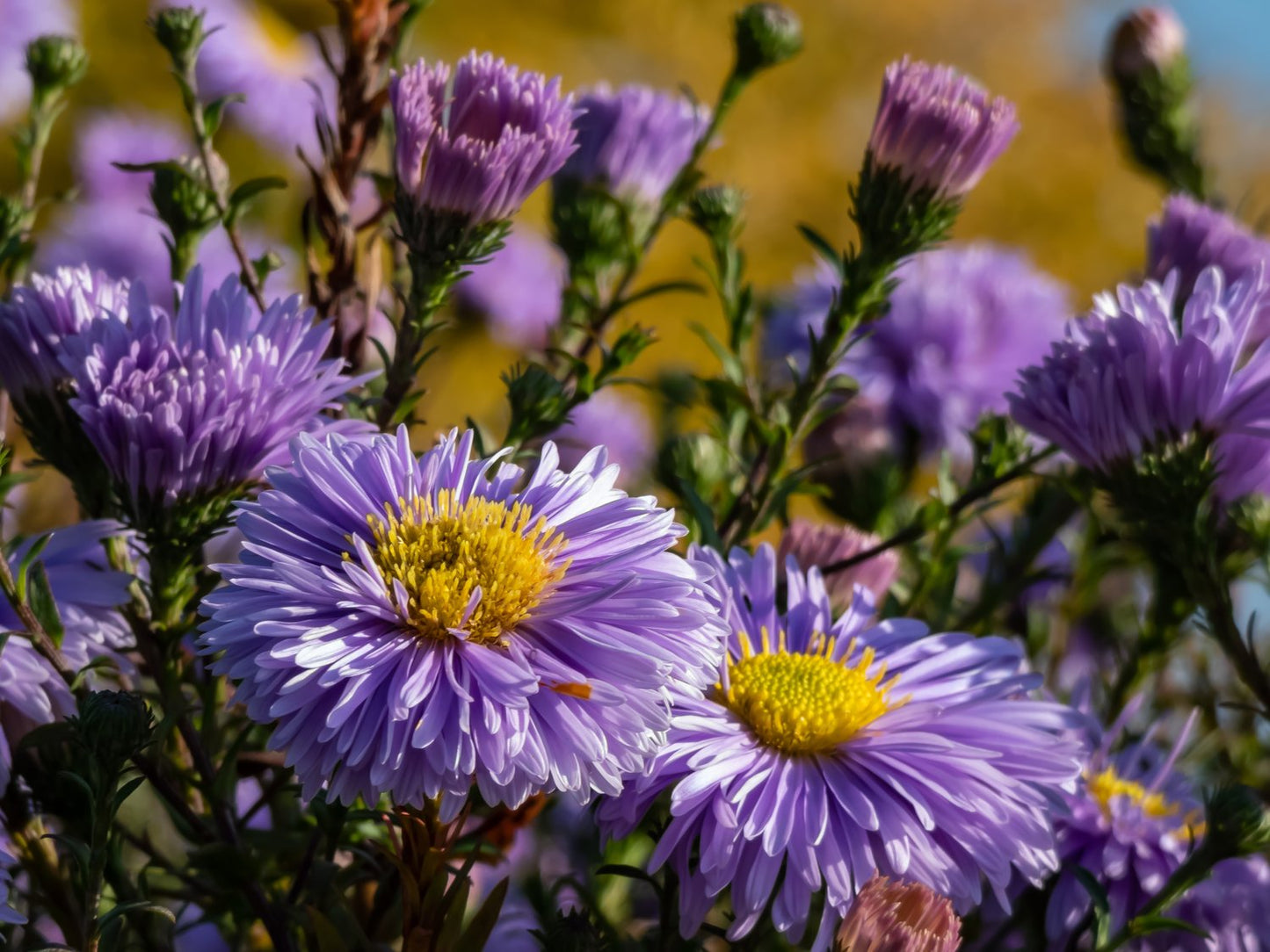 Symphyotrichum novi-belgii (Oktoberaster-Gruppen) 'Early Blue'