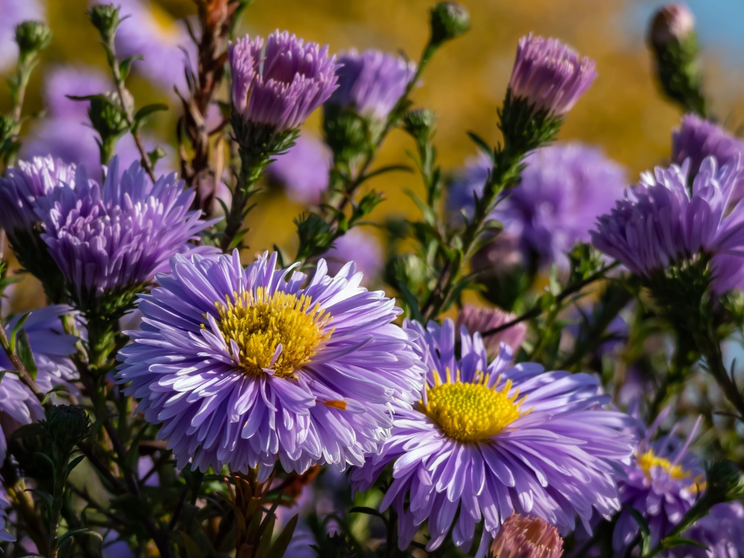 Symphyotrichum novi-belgii (Oktoberaster-Gruppen) 'Early Blue'