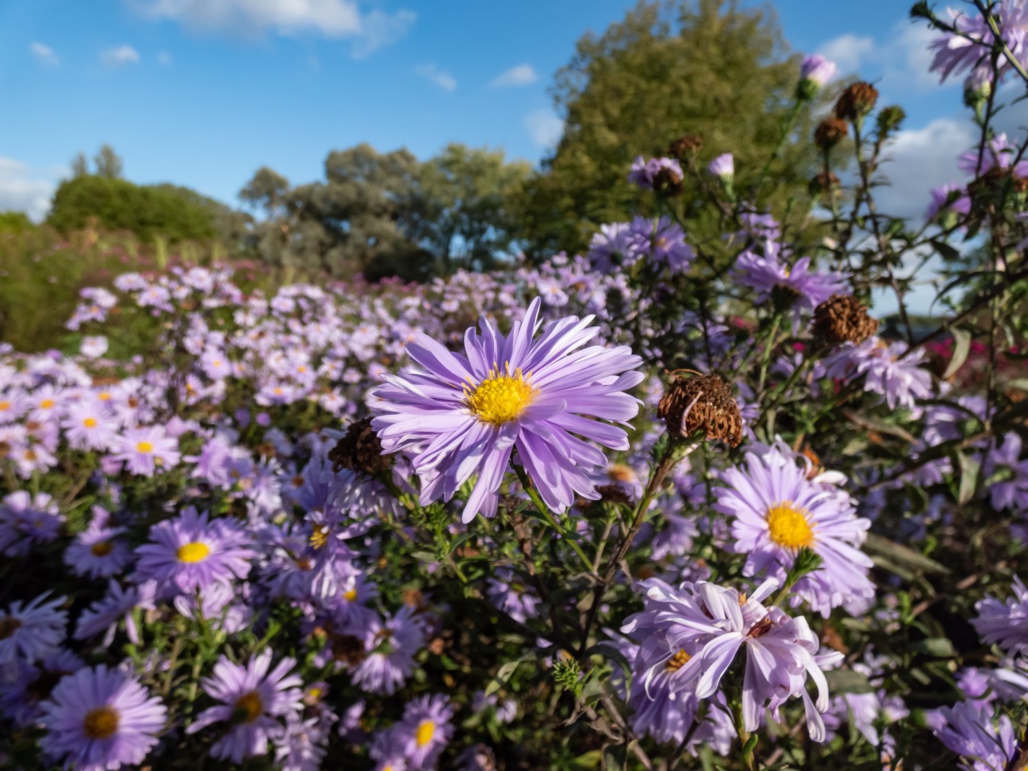 Symphyotrichum novi-belgii (Oktoberaster-Gruppen) 'Early Blue'