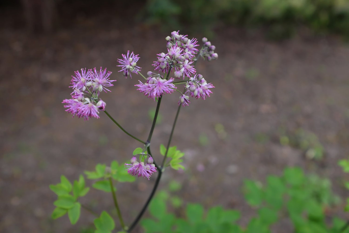 Thalictrum 'Black Stockings'