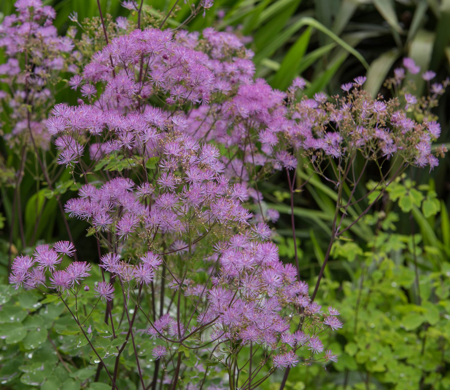 Thalictrum 'Black Stockings'