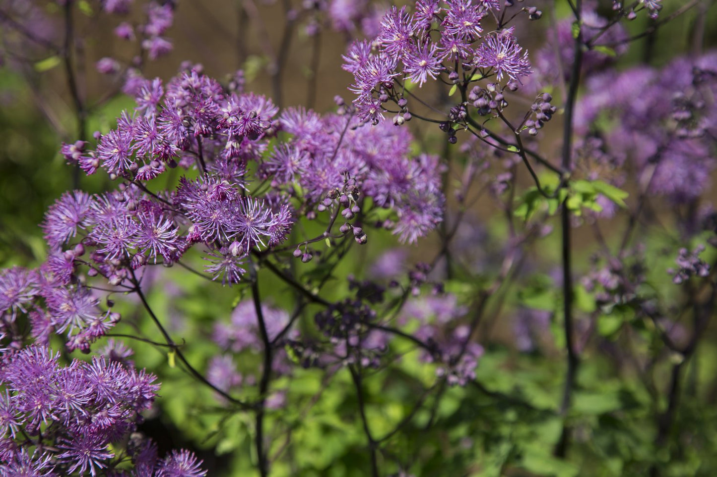 Thalictrum 'Black Stockings'