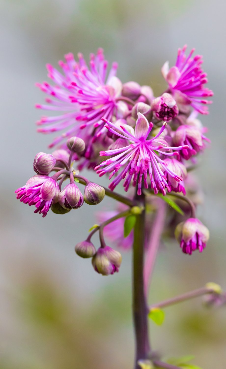 Thalictrum 'Black Stockings'