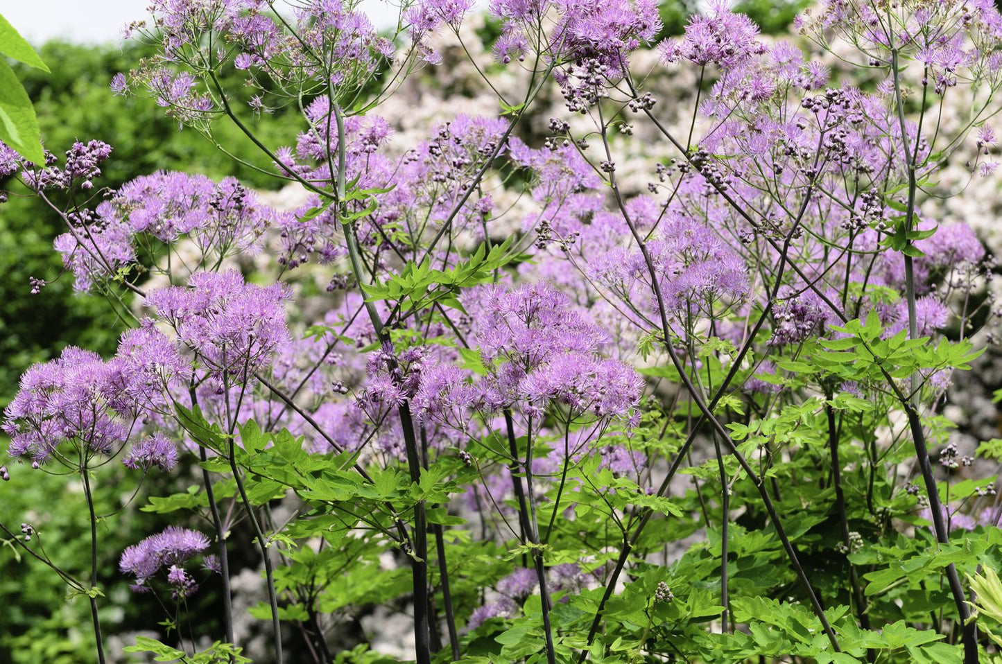 Thalictrum 'Black Stockings'