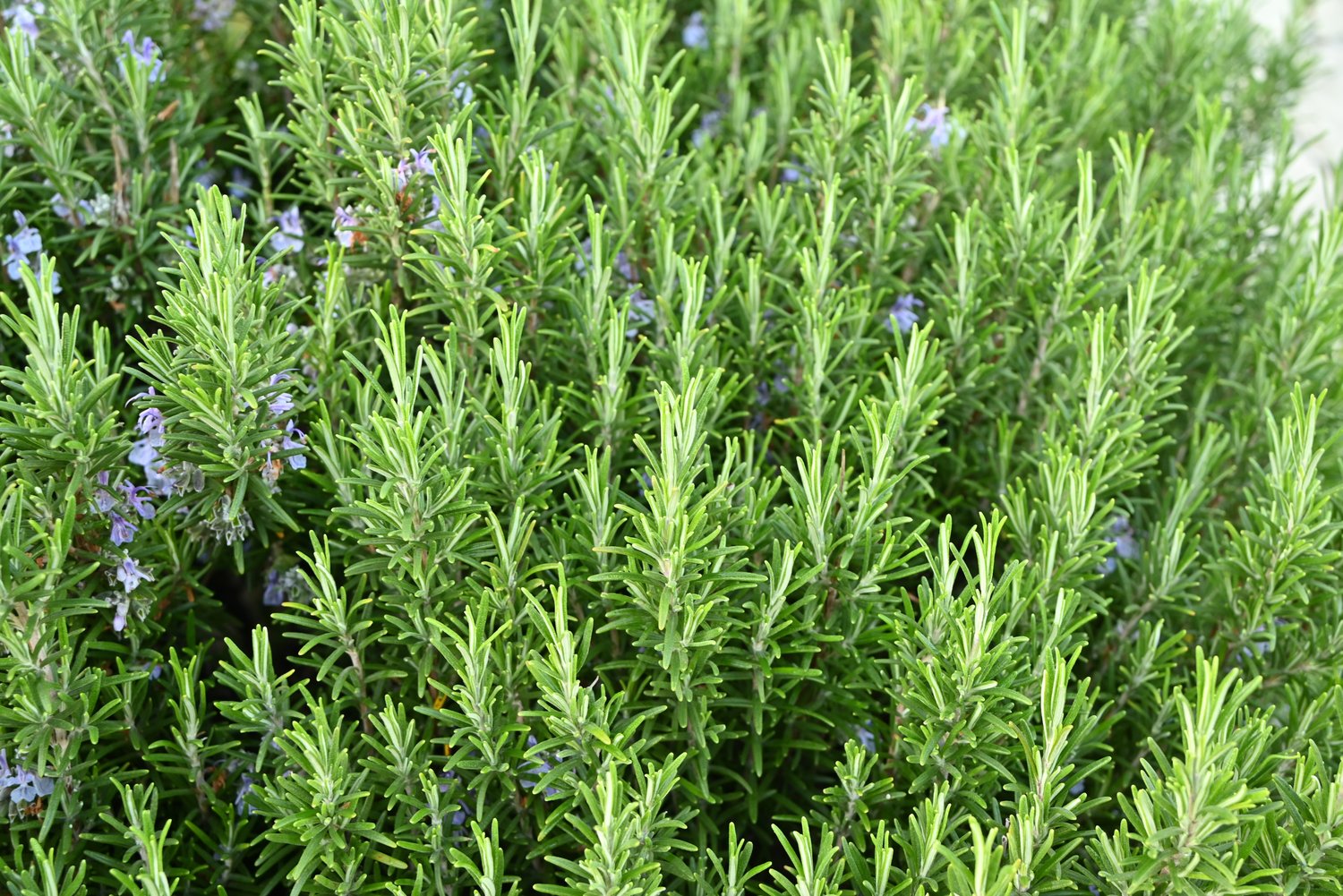 Salvia rosmarinus