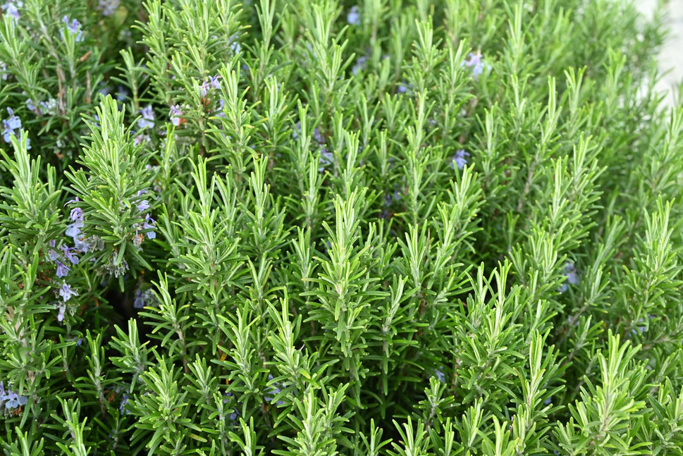 Salvia rosmarinus