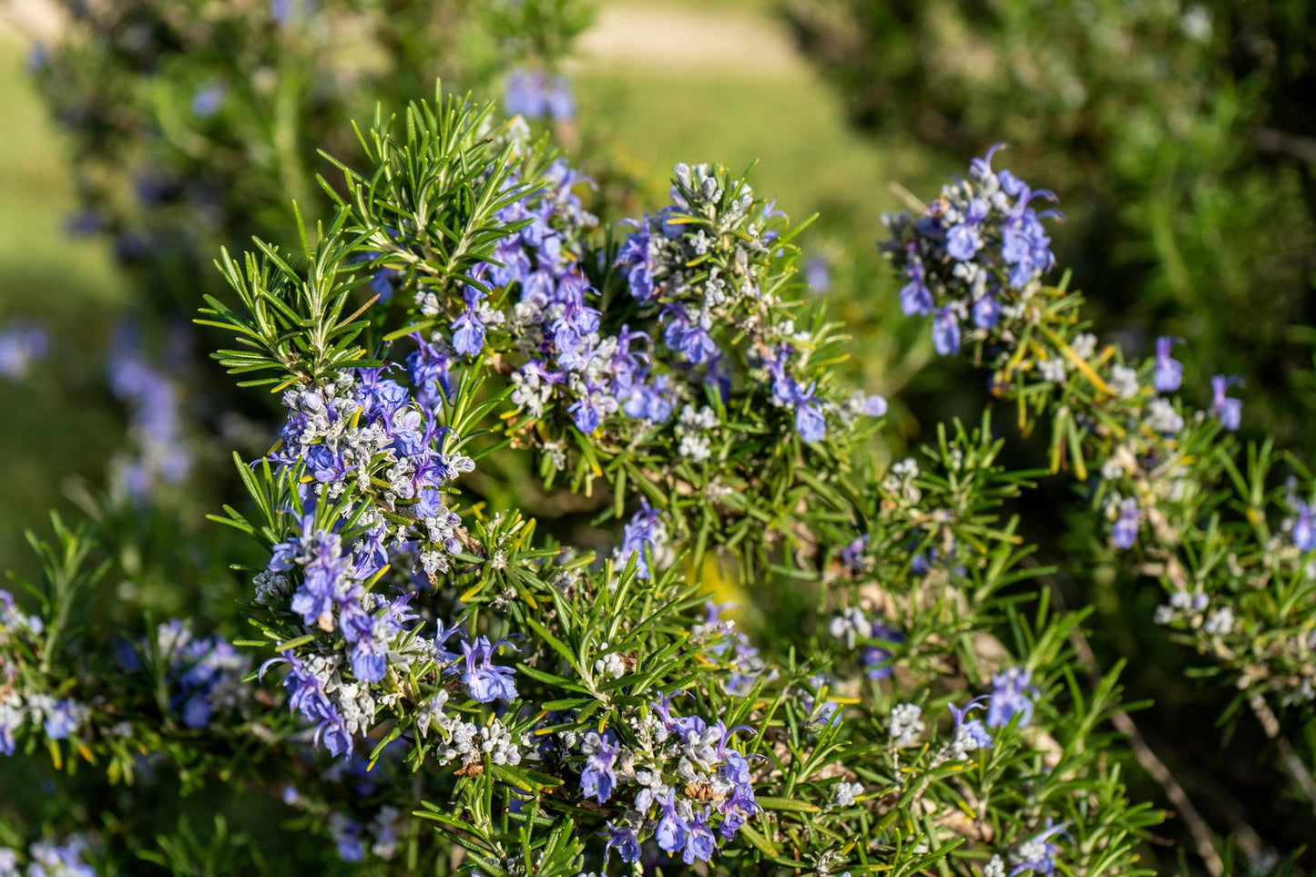 Salvia rosmarinus