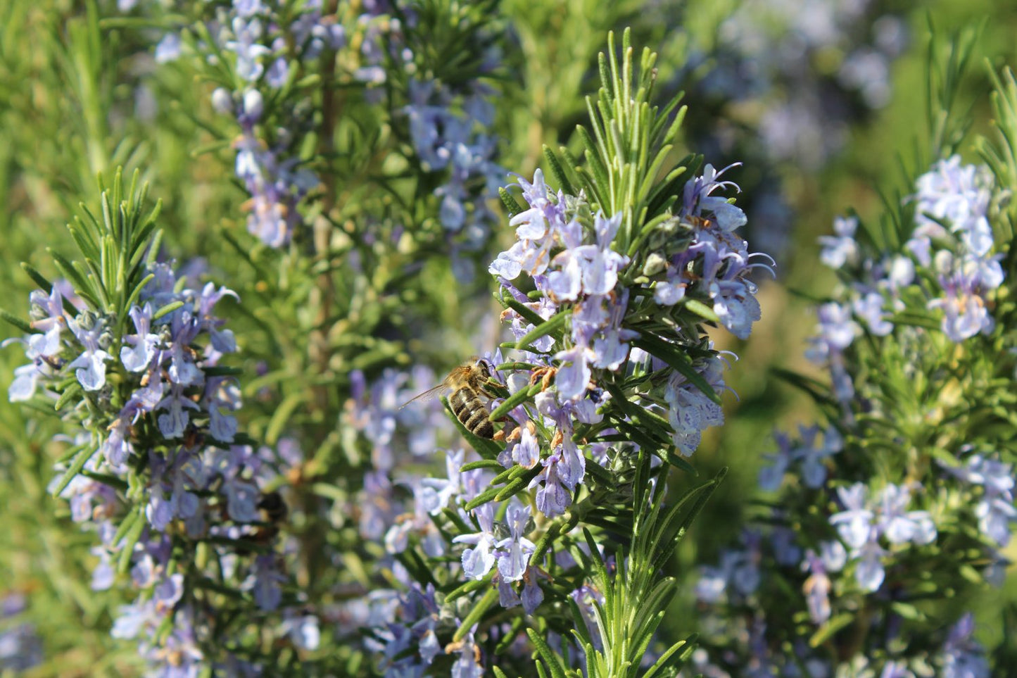 Salvia rosmarinus