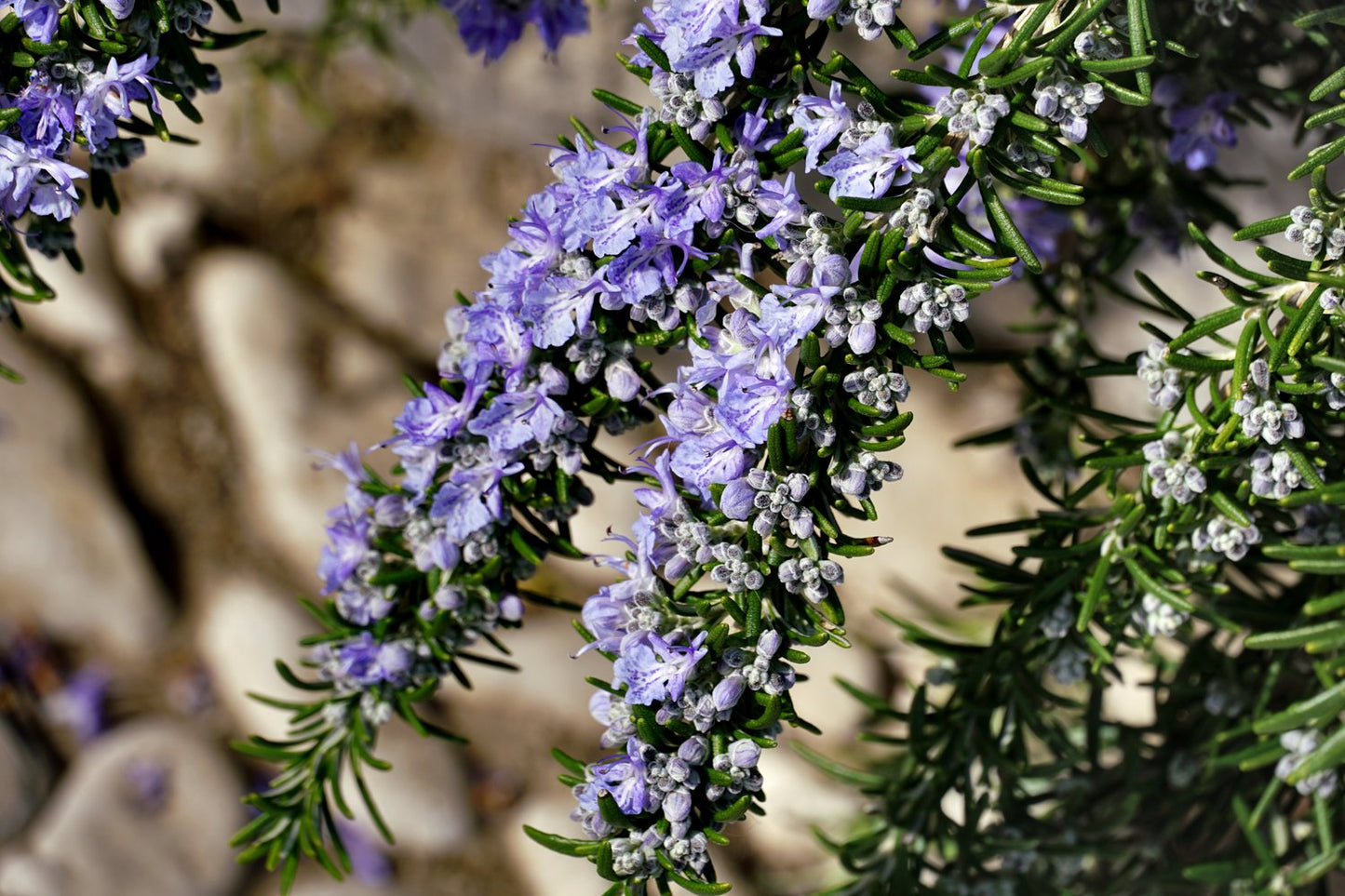 Salvia rosmarinus