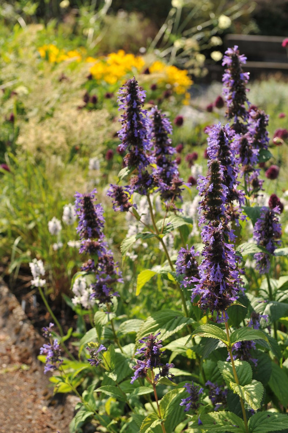 Agastache 'Black Adder'