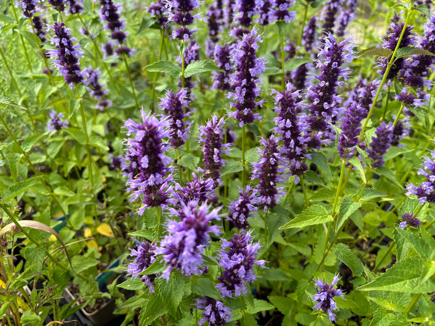 Agastache 'Black Adder'