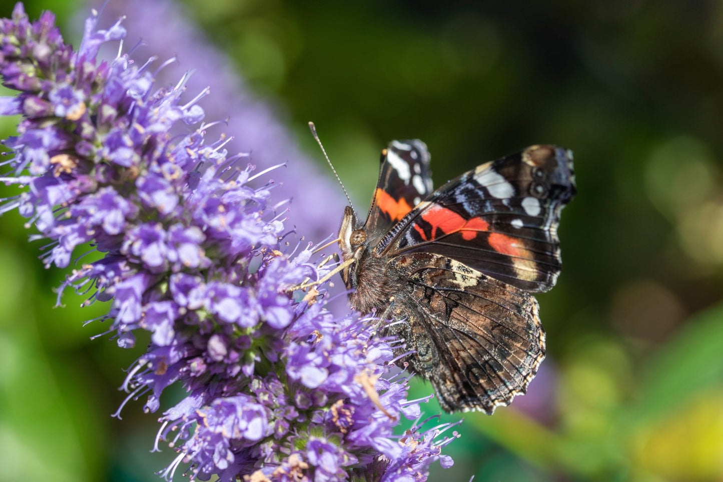 Agastache 'Black Adder'