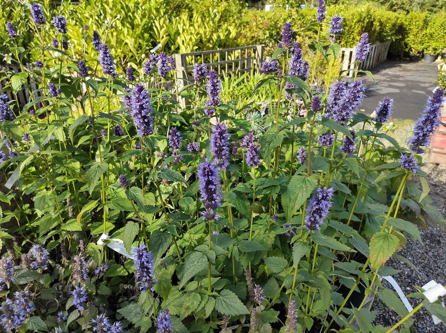 Agastache 'Black Adder'