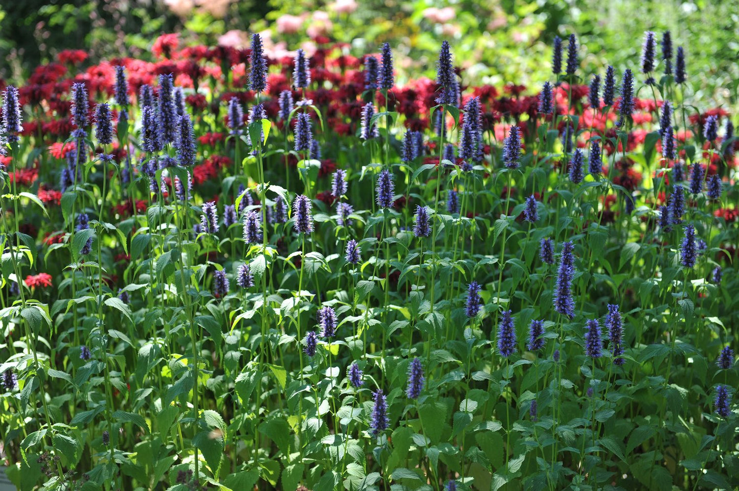 Agastache 'Black Adder'