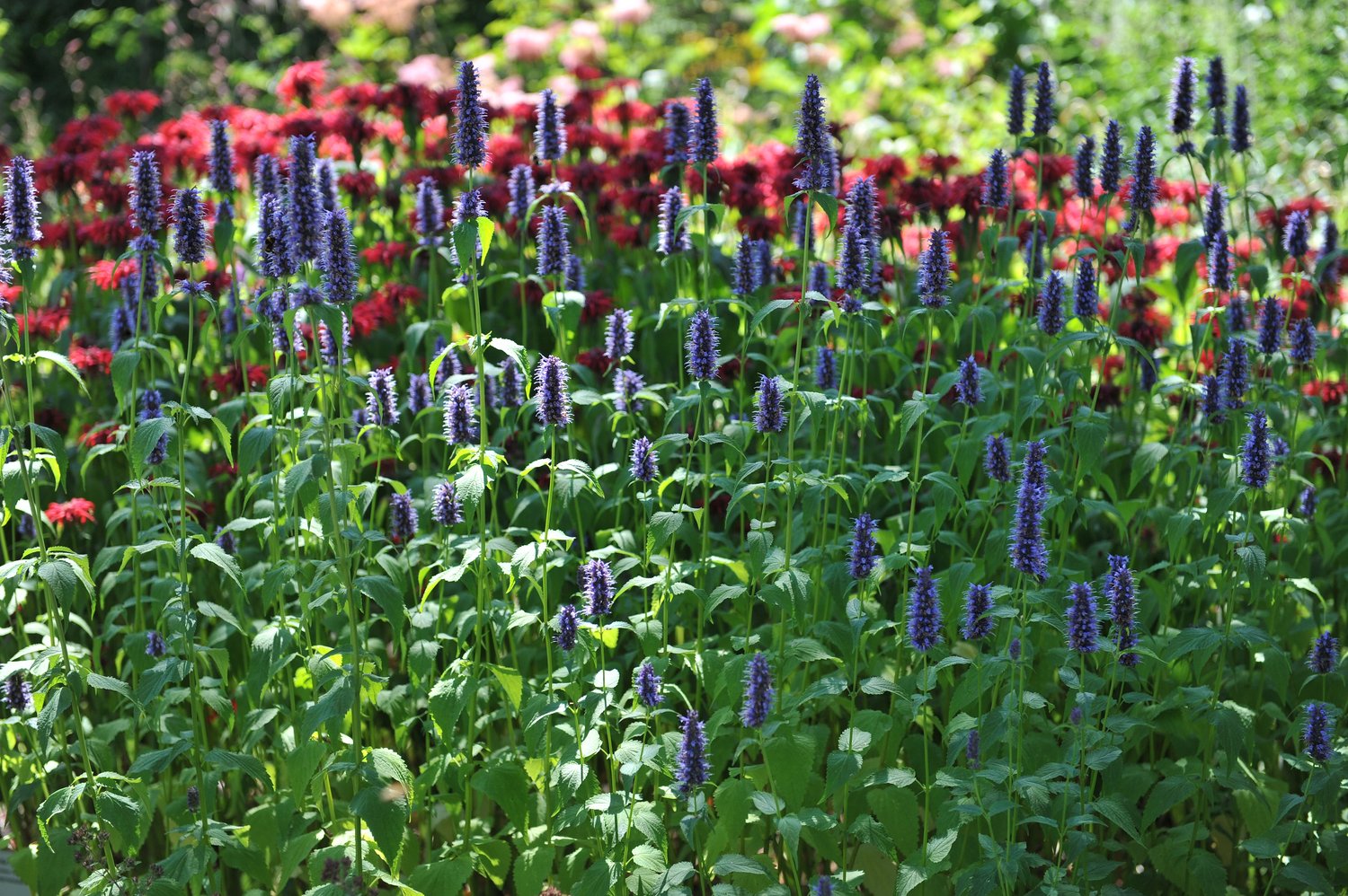 Agastache 'Black Adder'