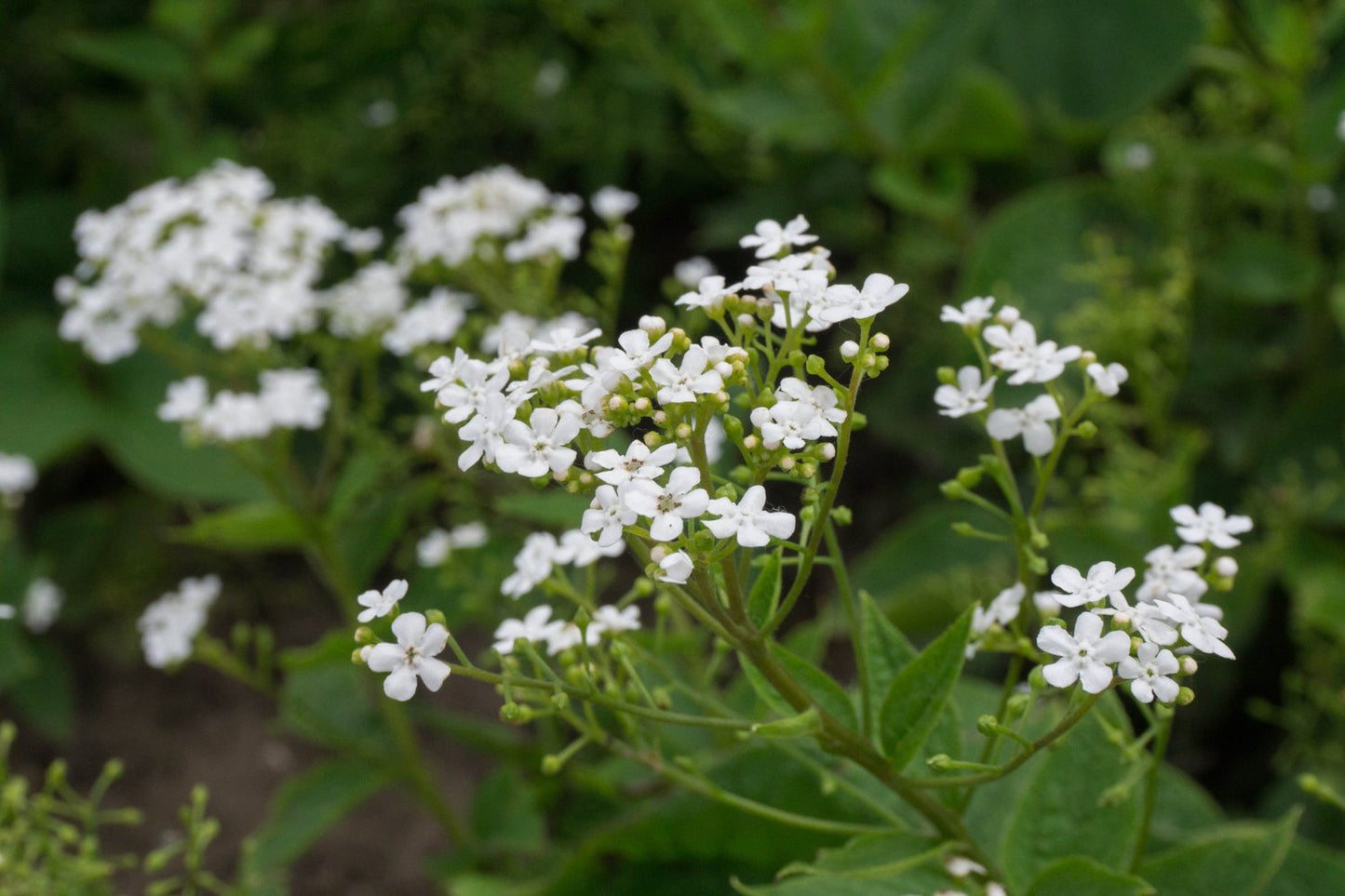 Brunnera macrophylla 'Betty Bowring'