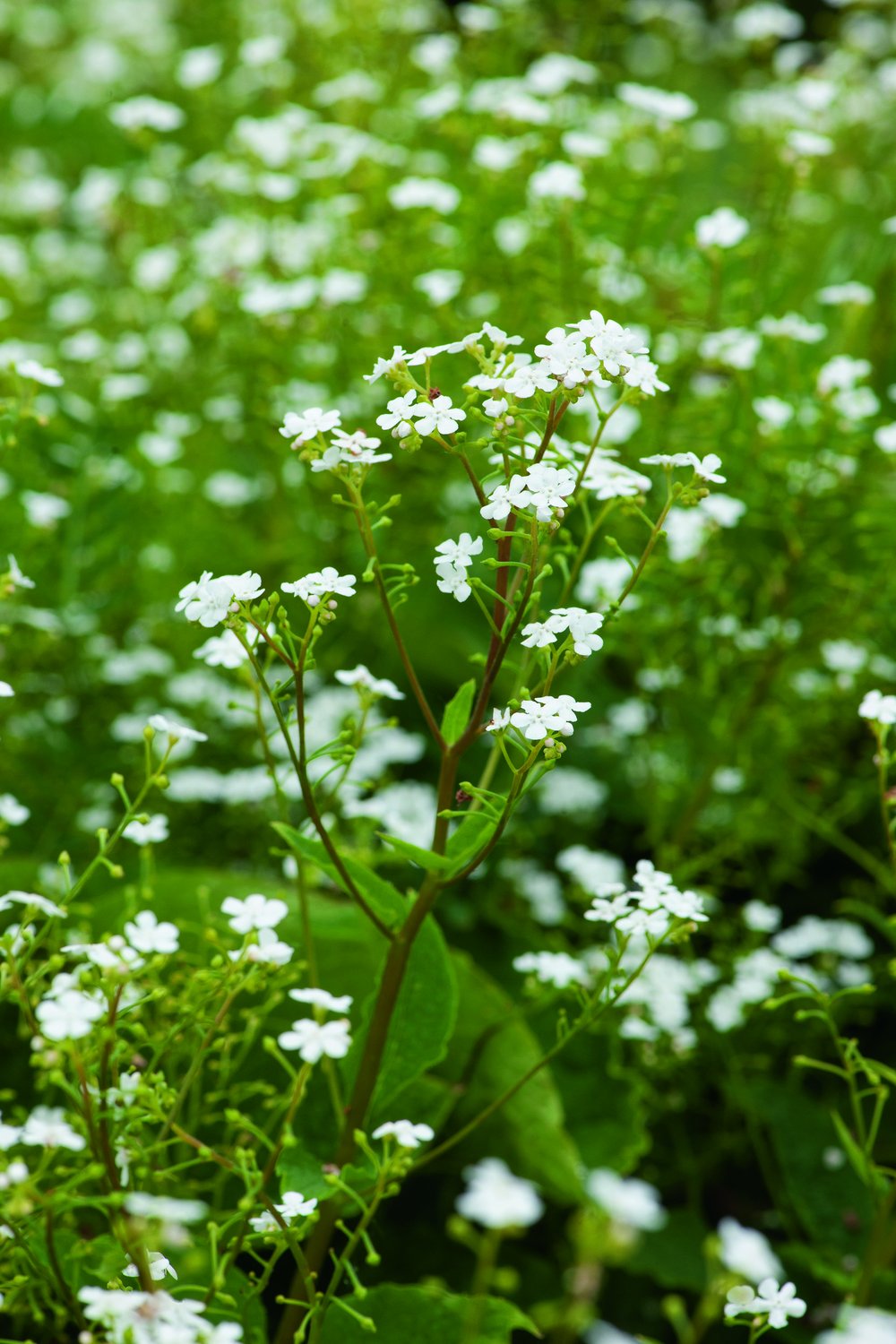 Brunnera macrophylla 'Betty Bowring'