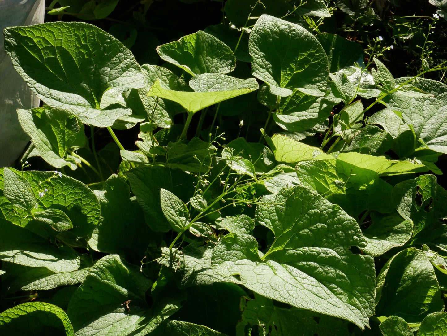 Brunnera macrophylla 'Betty Bowring'