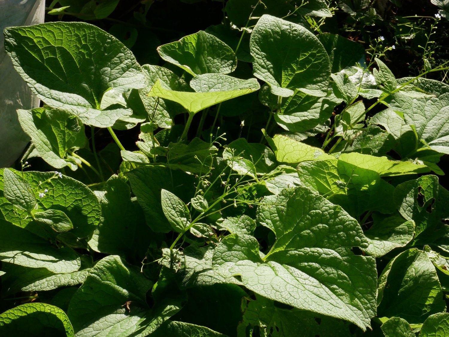 Brunnera macrophylla 'Betty Bowring'
