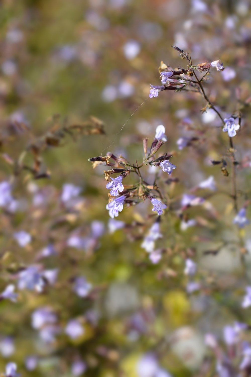 Calamintha nepeta 'Blue Cloud'