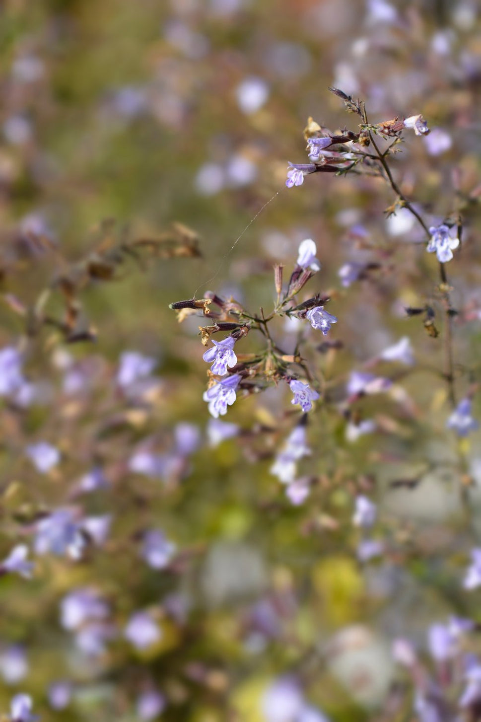 Calamintha nepeta 'Blue Cloud'